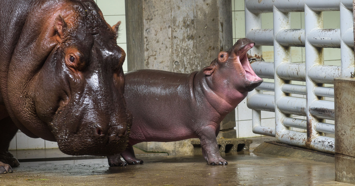 Toni Berlin Zoo Hippo