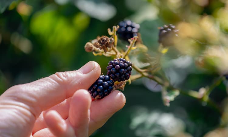 New "edible garden" opens to the public in Geneva