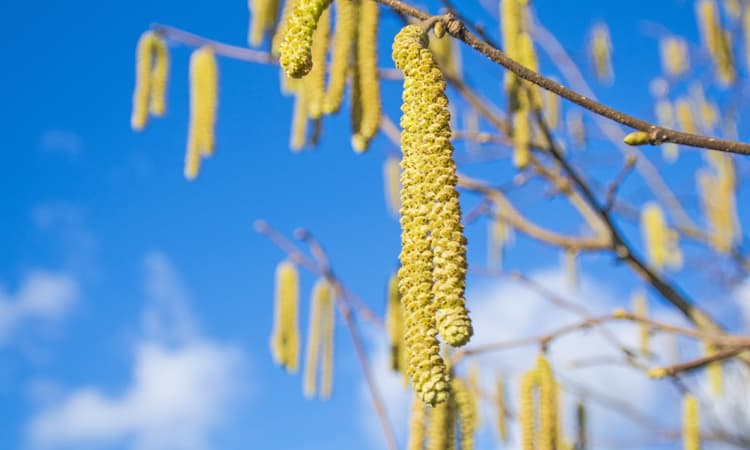 Hay fever season starts earlier than ever in Switzerland