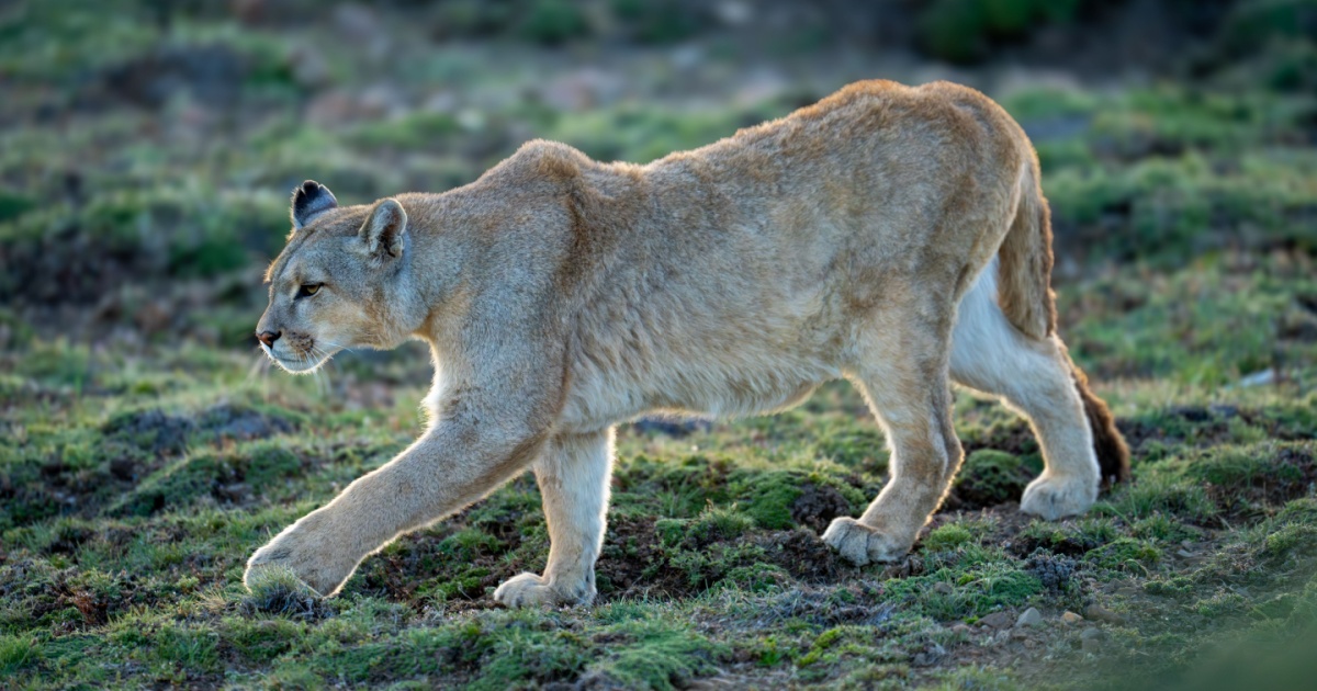 Puma Walking Down Grassy Hill