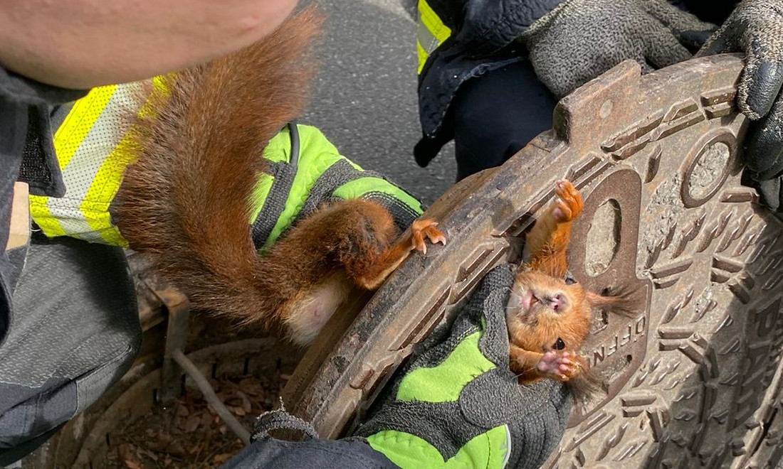Red squirrel being freed by fire brigade from manhole