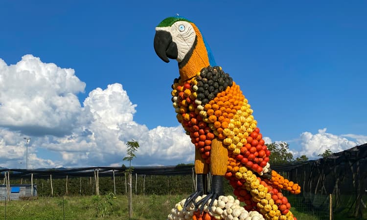 Jucker Farm to charge entry fee for famous pumpkin exhibition