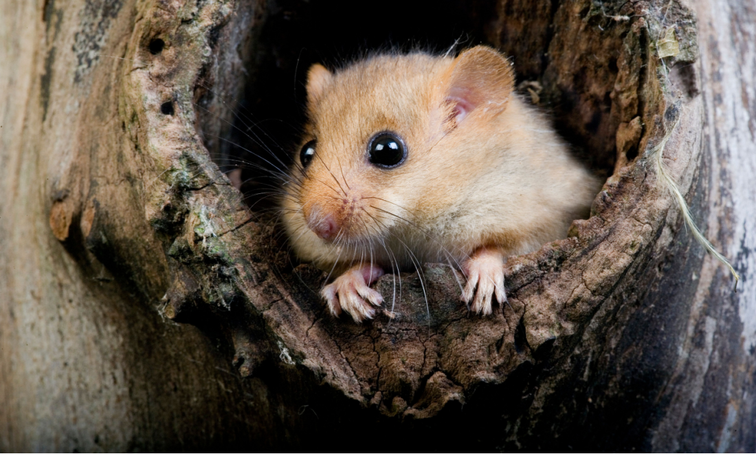 Dormouse in Frankfurt airport Germany