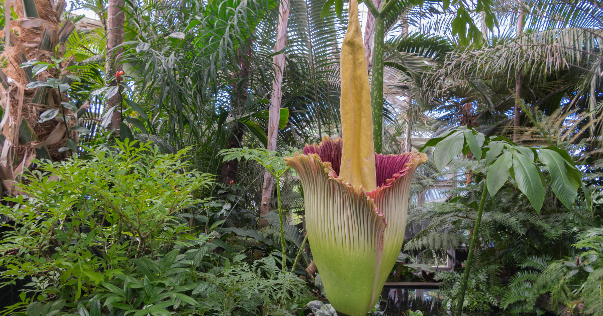 Rare giant penis plant in bloom at Rotterdam zoo for first time in 3 years