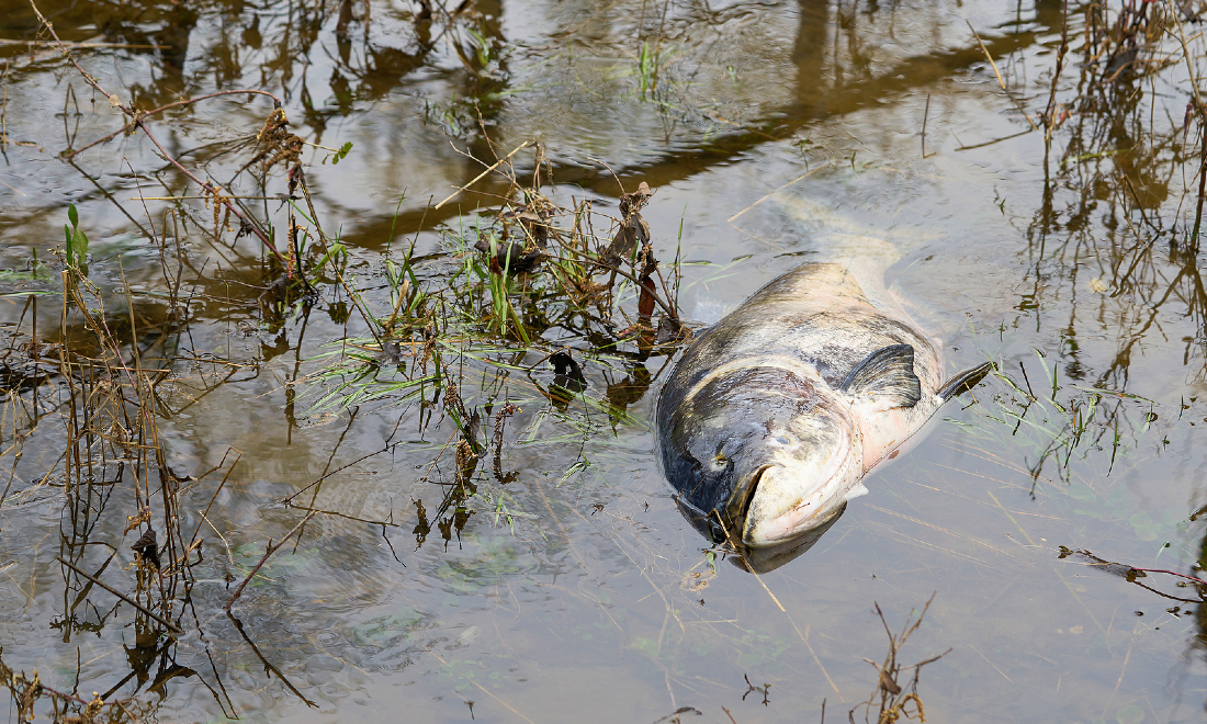 dead fish in river, germany