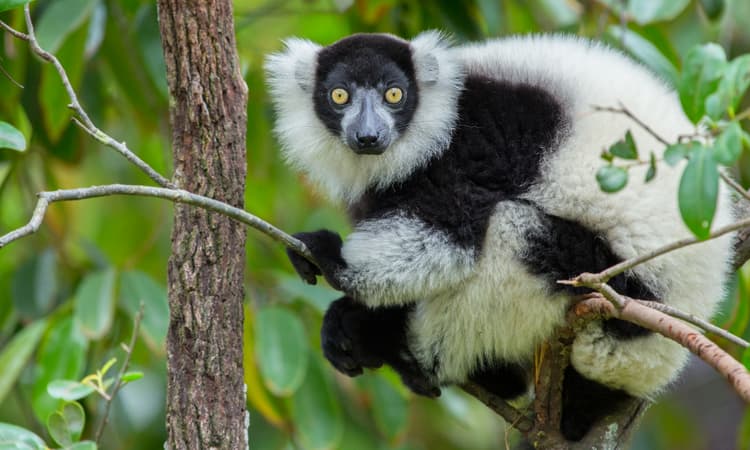 Lemur escapes Basel Zoo, roams city and seen waiting patiently for tram