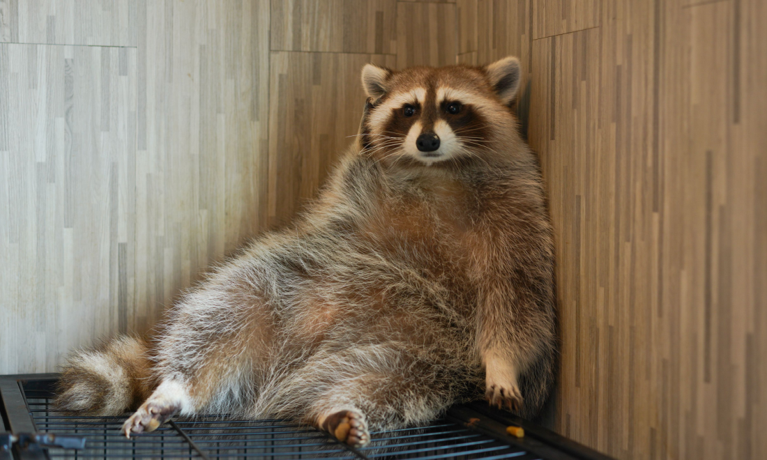 Racoon in a wardrobe in Germany