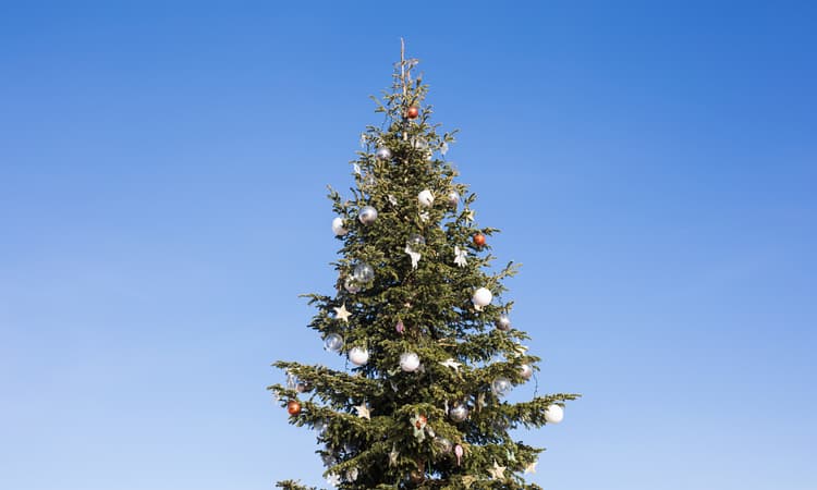 [Video] Watch the moment St. Gallen's Christmas tree arrives by helicopter