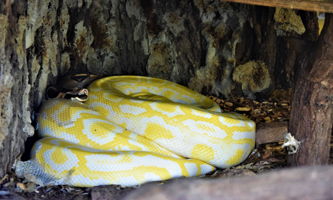 A yellow tiger python found in Berlin park