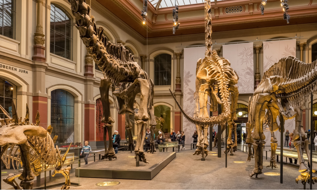 Berlin's natural history museum
