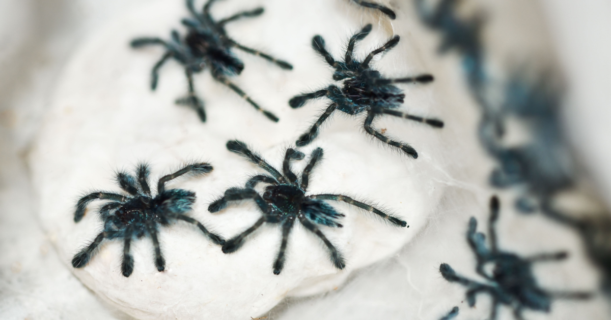 Tarantulas Discovered Cologne