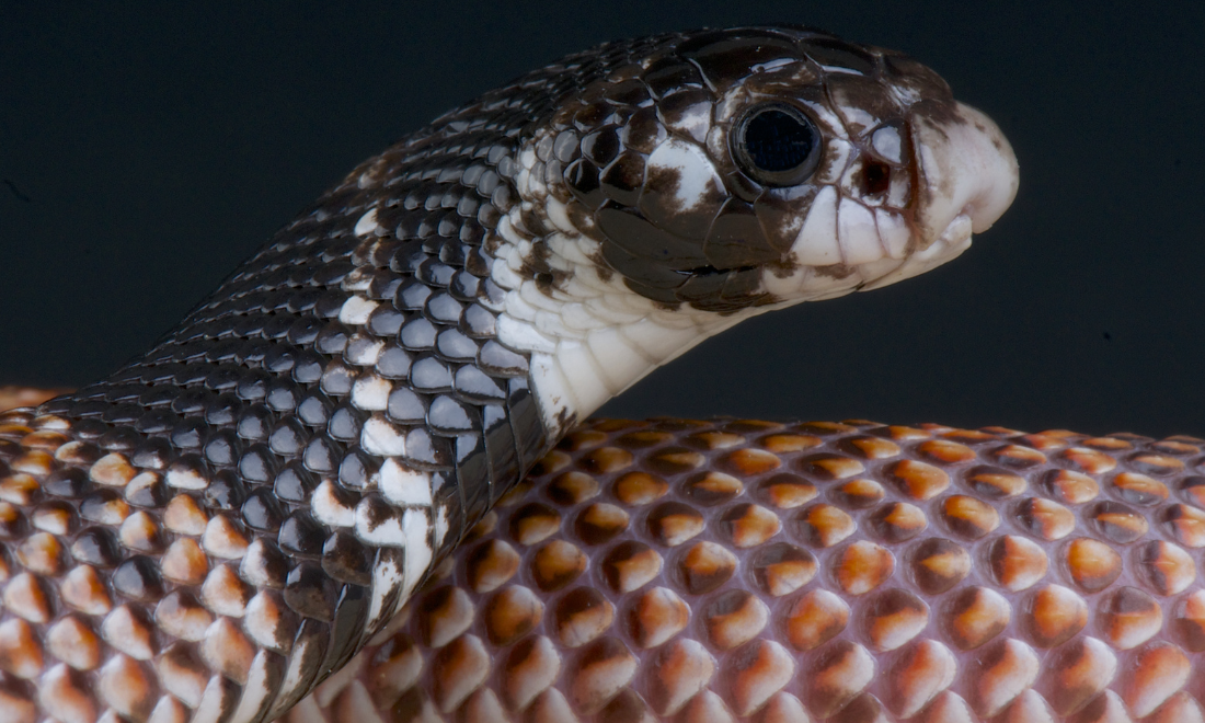 Shield-nosed cobra