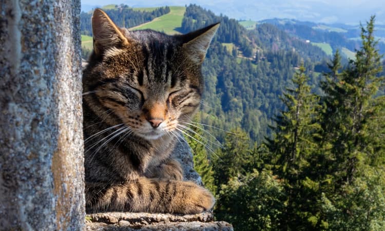 Most popular cat names and breeds in Switzerland revealed