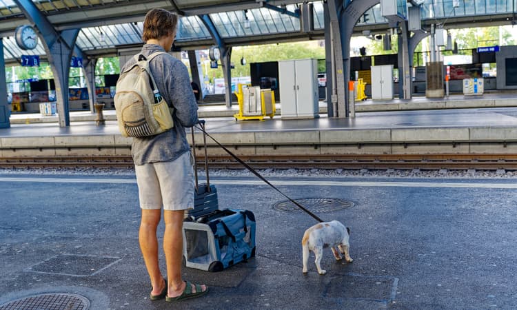 Does my pet need a ticket to ride trains in Switzerland?