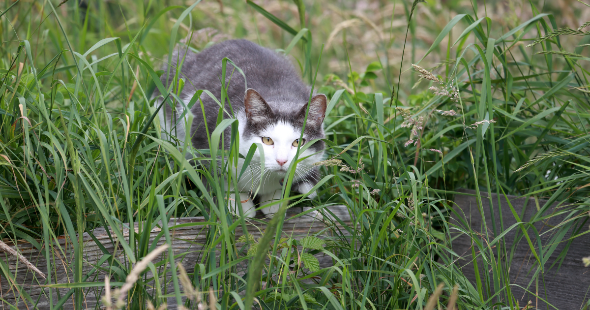 Drones to help in removal of stray cats from Dutch island