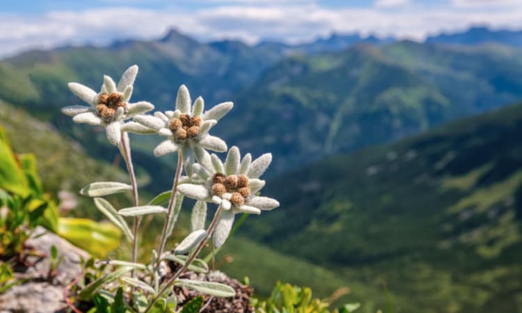 Edelweiss: The meaning and myths behind the symbolic flower of Switzerland