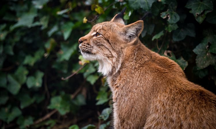 Wild lynx return to the Engadine after 150-year absence
