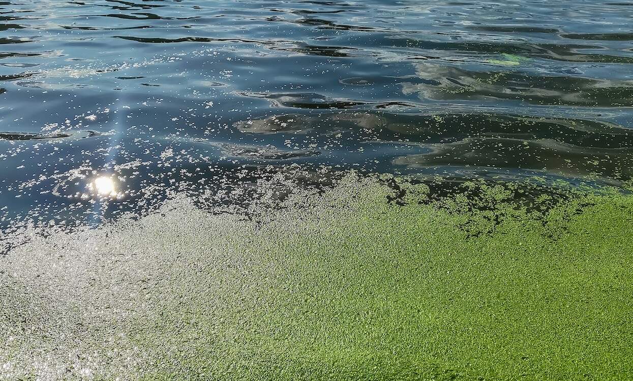 Toxic algae suspected as cause of mass fish deaths in Oder River