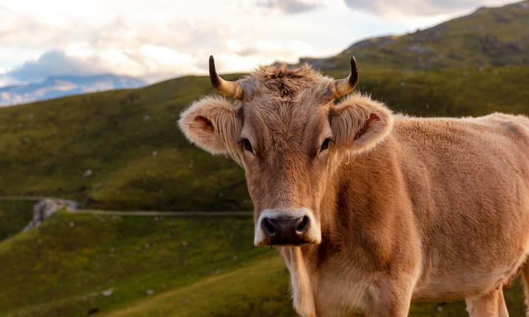 Swiss farmer breeds cow that can better adapt to climate change