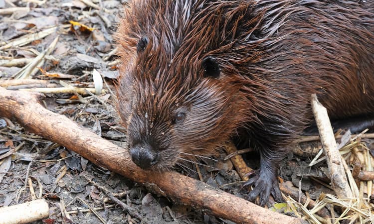 Family of beavers set up home in middle of busy Swiss city