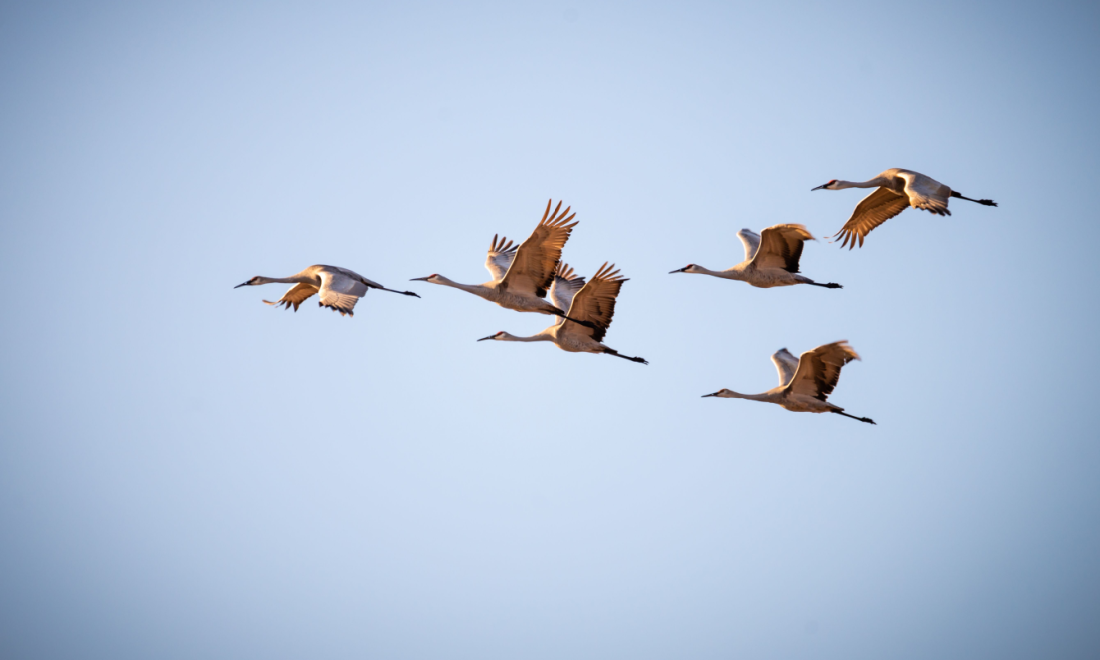 Cranes migrating over Bavaria, Germany