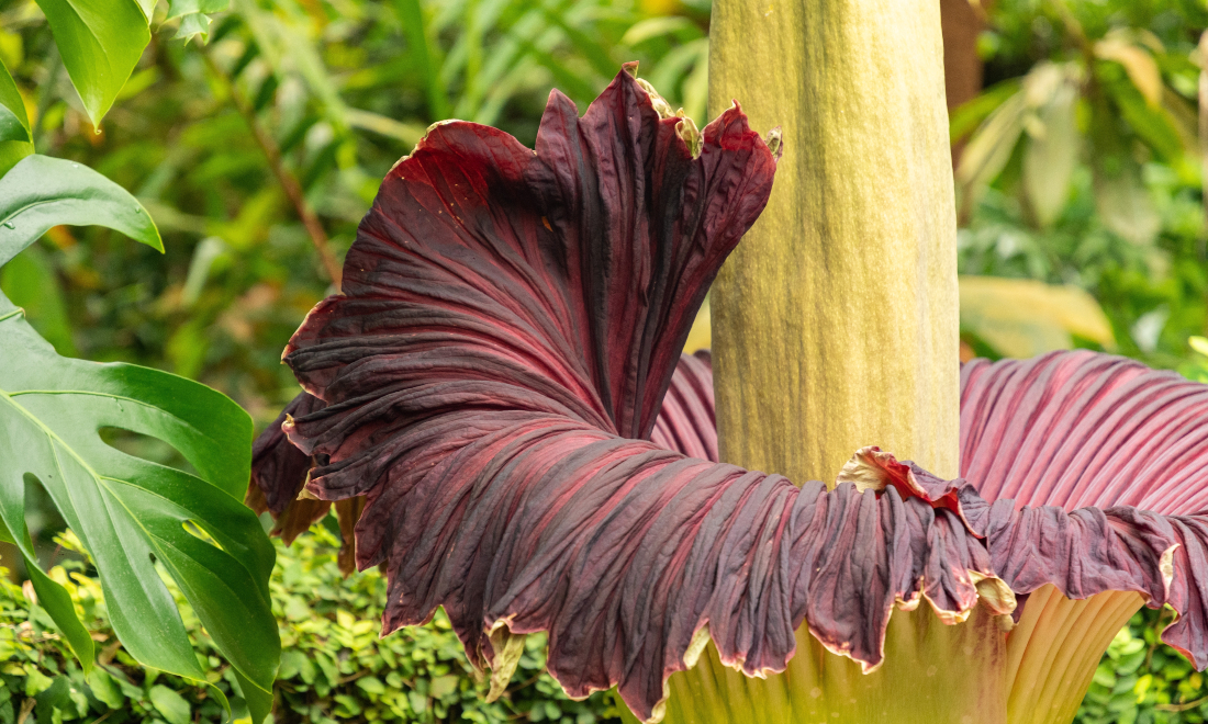 Giant penis plant (titan arum) in bloom