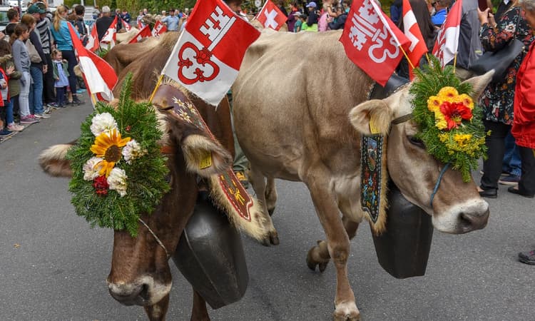 Typically Swiss: Explaining Bünzli to expats