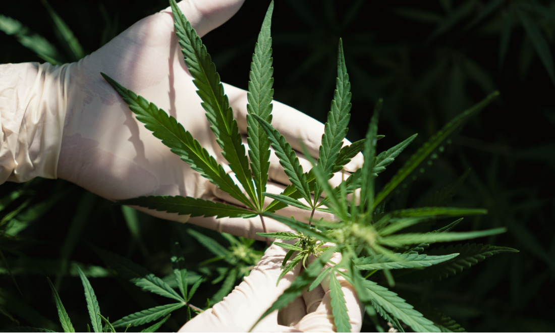 Medical cannabis imports to Germany 2024