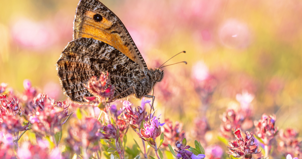 Declining Insect Numbers Netherlands