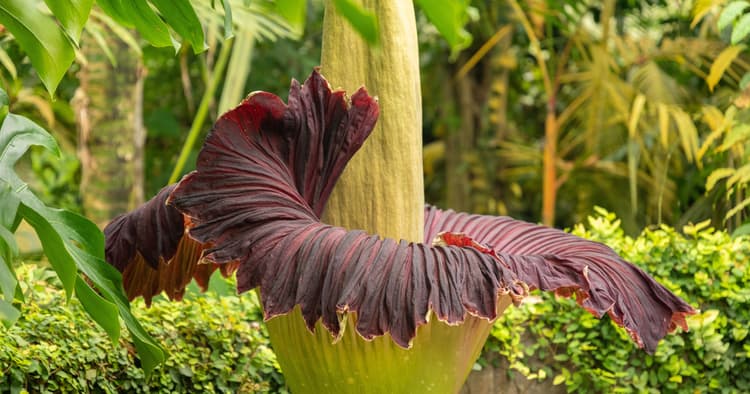 Giant Titan Arum flower to bloom in Zurich this week