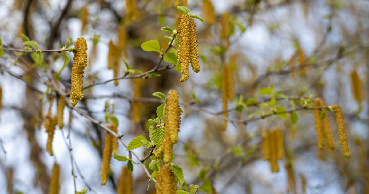Hay fever complaints on the rise in the Netherlands due to high pollen levels
