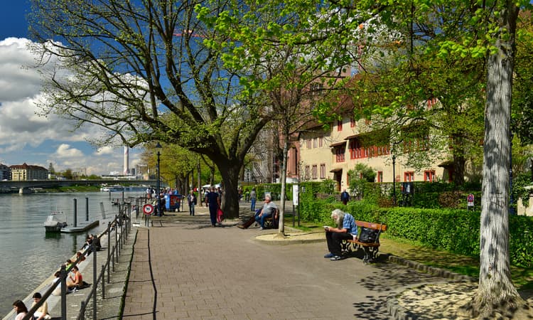 Why are Swiss cities having to cut down ancient trees?