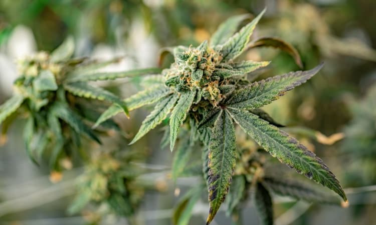 Switzerland takes first step towards legalising cannabis