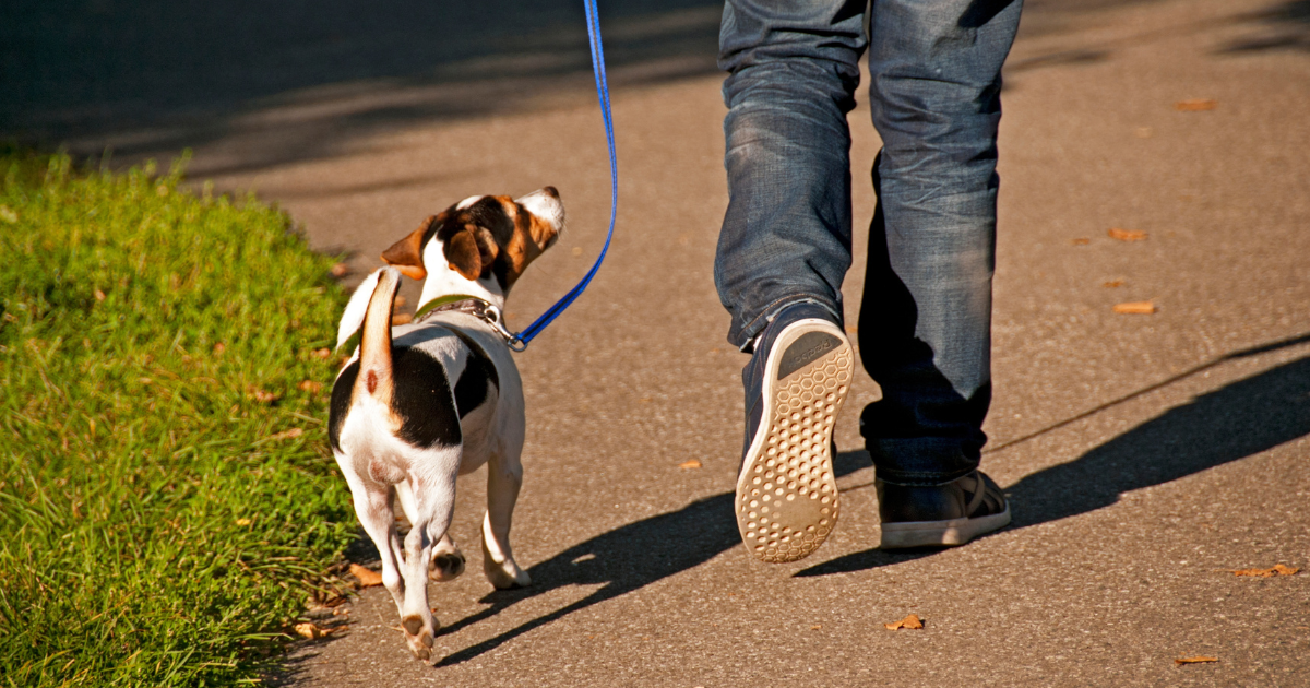 Swiss town of Chiasso tells dog owners to "neutralise" urine or face fine