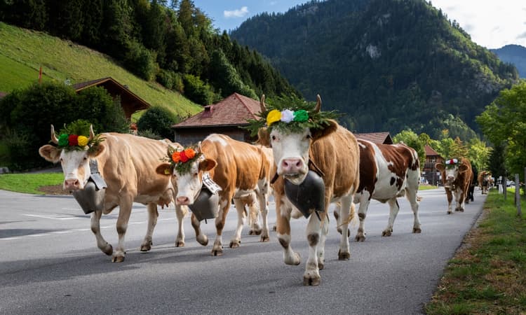 8 things expats in Switzerland need to know about in September 2023