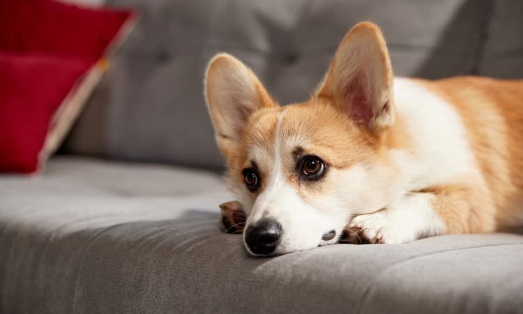 Swiss university develops tool that can tell if your dog is sad