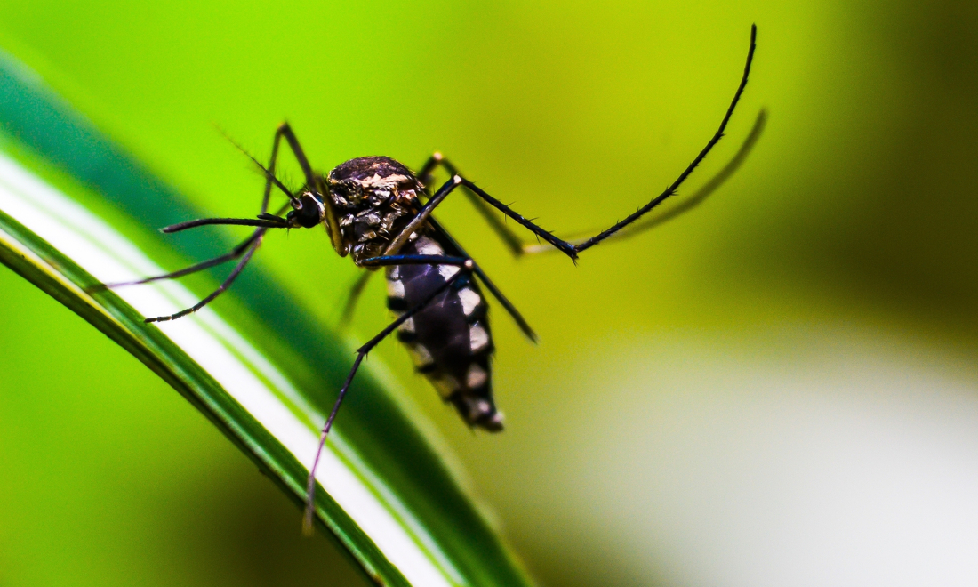 Switzerland threatened by the return of tropical diseases, experts say