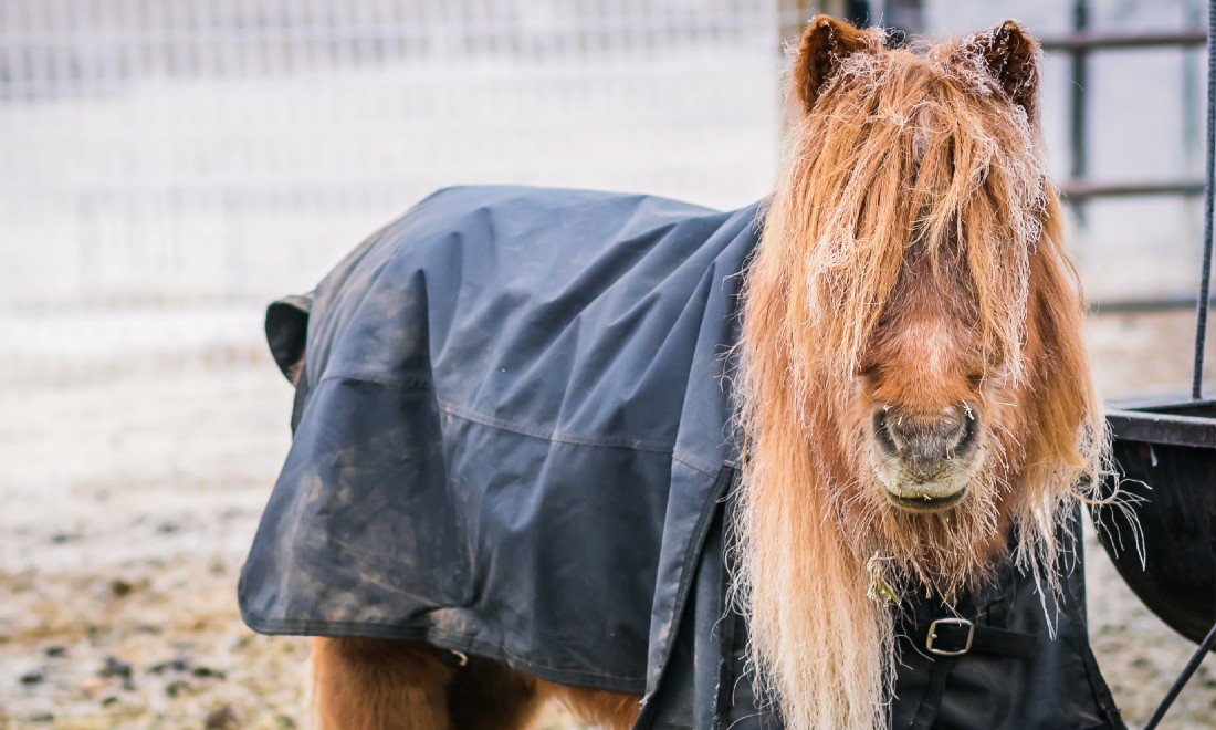Stolen Shetland pony forgotten terrace bar Den Bosch Brabant the Netherlands