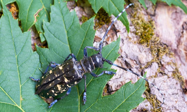 Forest in Switzerland forced to be cut down due to beetle infestation