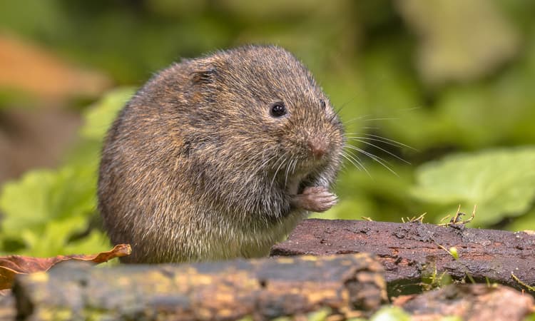 Vole in Switzerland goes viral after making special appearance at festival