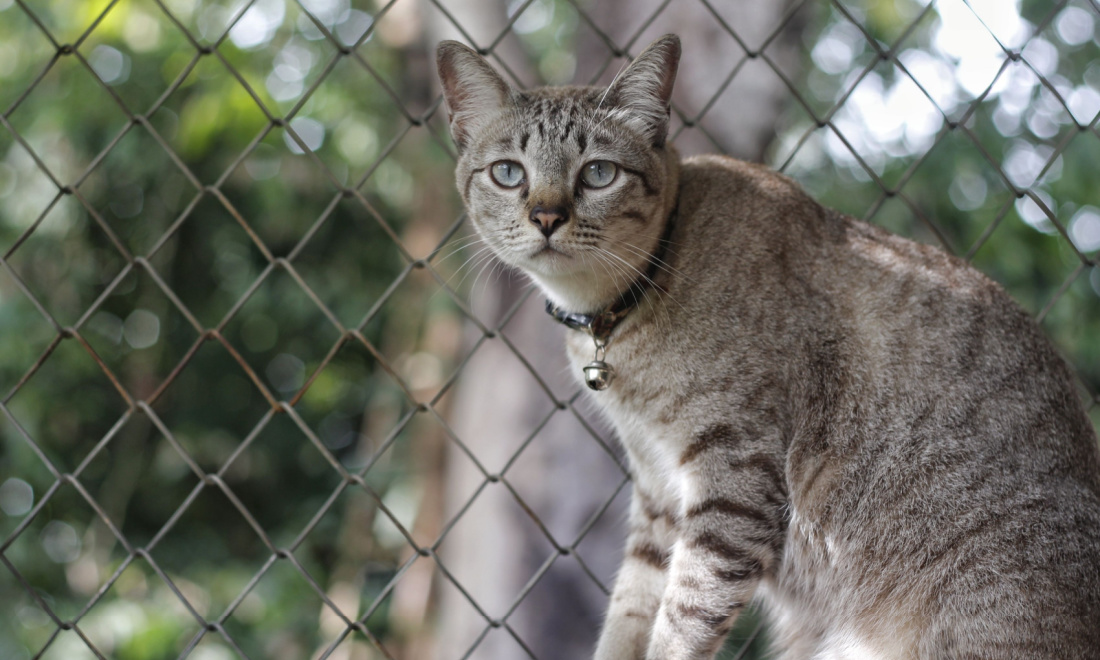 Amsterdam wants cats to wear bells in order to save more birds