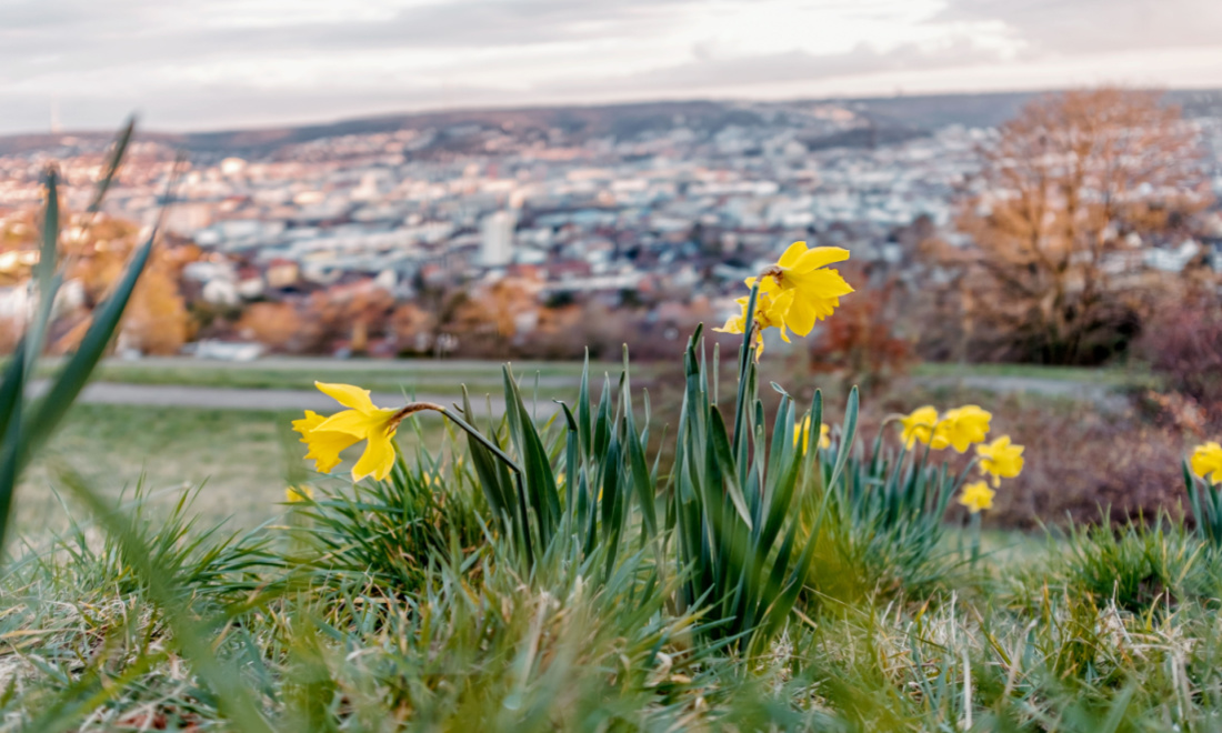 Yellow daffodils on a hill over Stuttgart, Germany