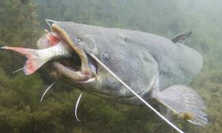 Monster wels catfish found in Swiss lake