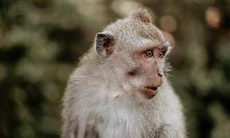 Basel to vote on giving monkeys civil rights
