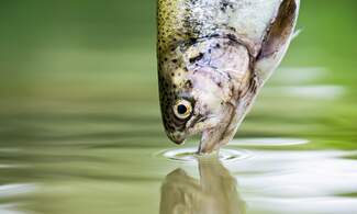 300 trout worth 3500 Swiss francs stolen from a farm in Switzerland