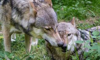 Farmers' union demands action after wolf attacks kill livestock